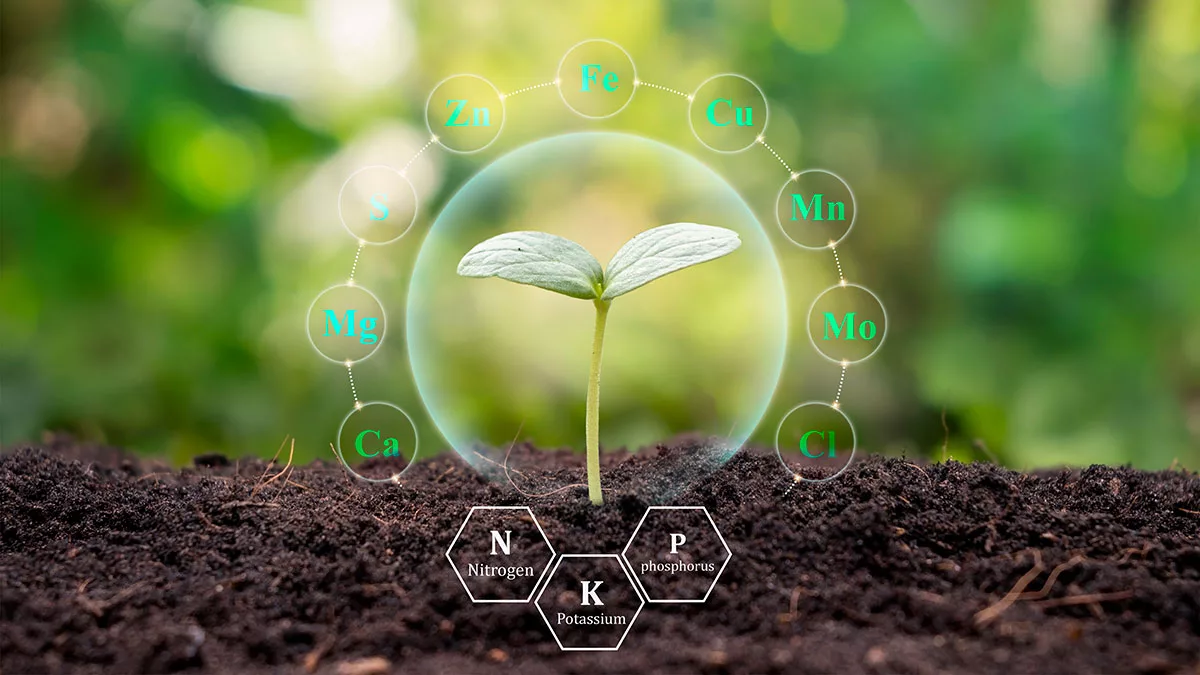 Bio Fertilizer Technology